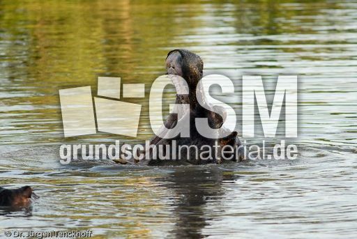 Flusspferd (28 von 104).jpg